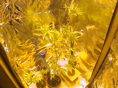 ma plante de KB
